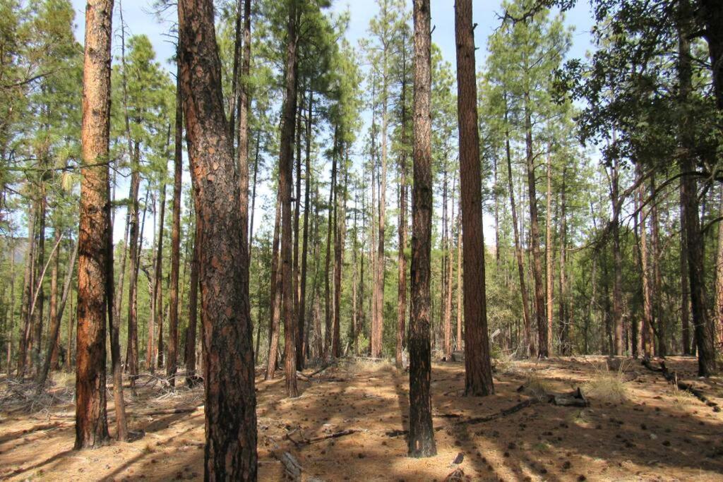 Forest Cabin 1 Hunters Blind Payson Ngoại thất bức ảnh
