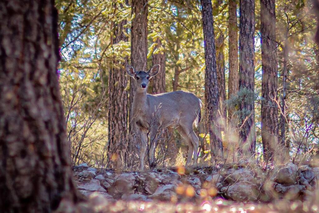 Forest Cabin 1 Hunters Blind Payson Ngoại thất bức ảnh